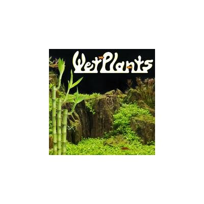 wetplants.com
